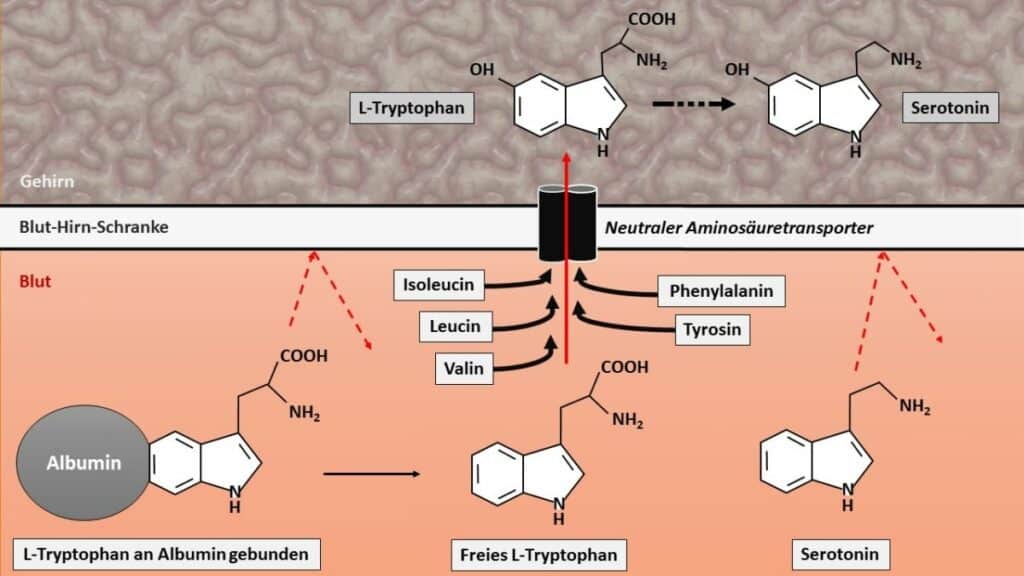 Das Bild beschreibt den Prozess der Blut Hirn Schranke anhand von freiem L-Tryptophan