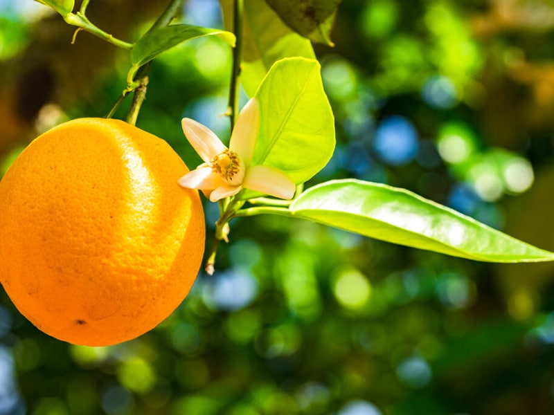 Orangenbaum Orangen Frucht und Blüte