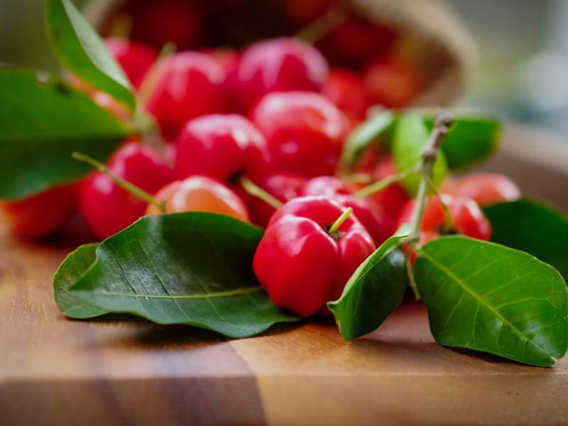 Acerola (Malpighia glabra)