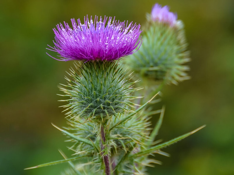 Blühende Bitterdistel Mariendistel Silybum marianum