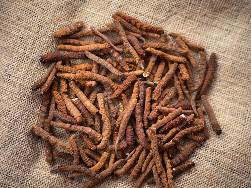 Cordyceps sinensis tibetischer Raupenpilz